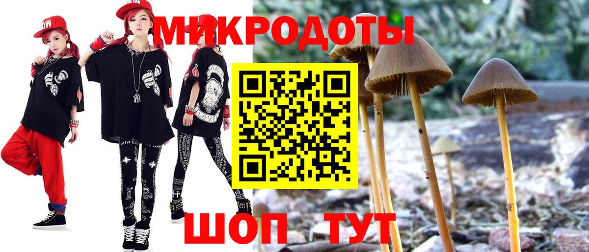 Псилоцибиновые грибы Psilocybe Кингисепп